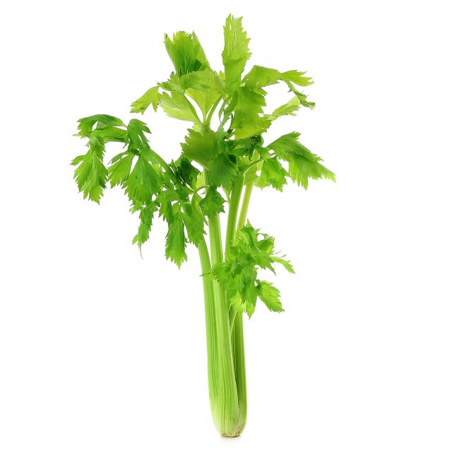 du celeri