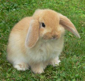  Quelle est la différence entre un lapin nain et un lapin extra nain ?