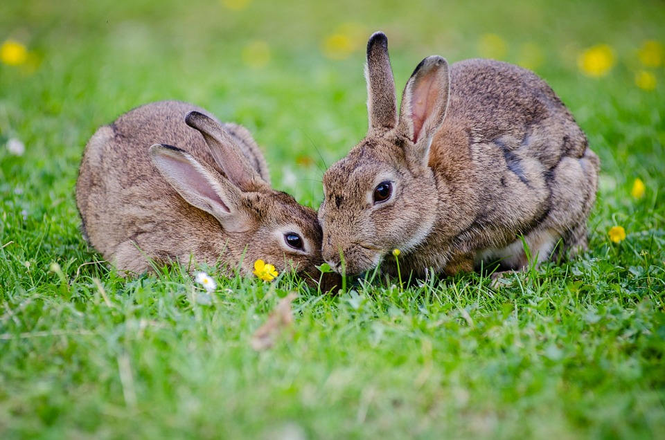lapins nains qui mangent de l'herbe