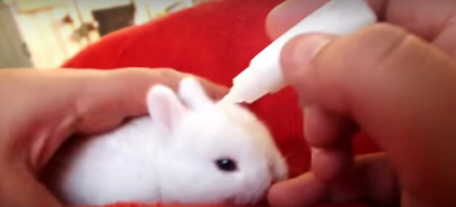  Compilation de lapins amusants en vidéo
