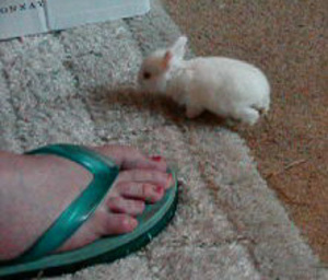 Comment faire se reproduire vos lapins nains ?