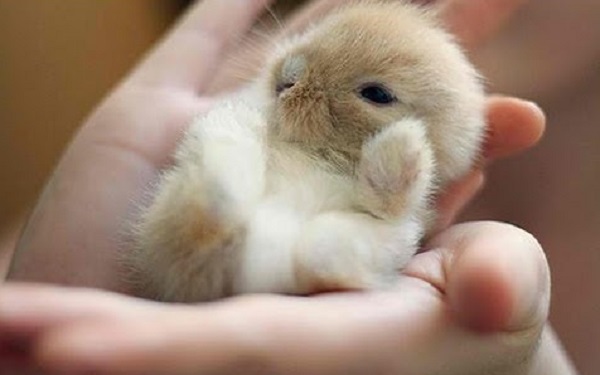 Comment faire se reproduire vos lapins nains ? Comment faire se reproduire vos lapins nains ?