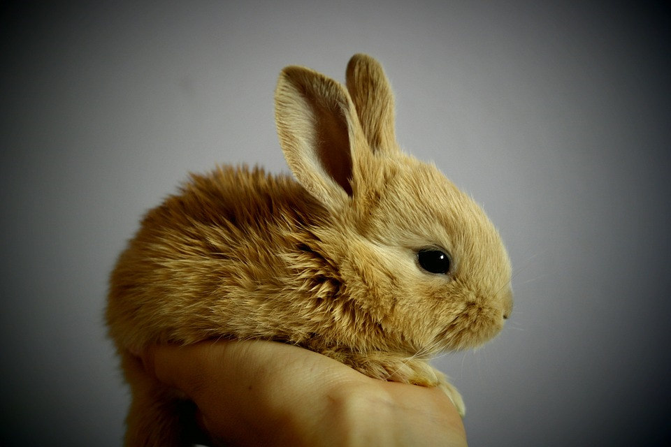  Stériliser son lapin nain