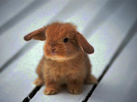  La communication chez un lapin nain