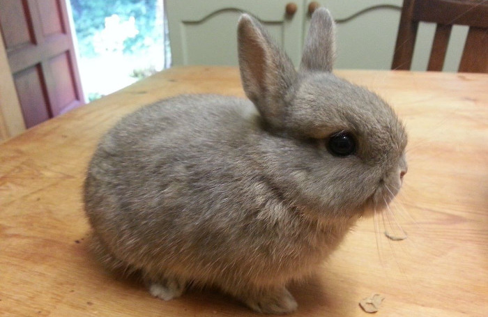  Prix d’un lapin nain ? Où acheter son animal ?