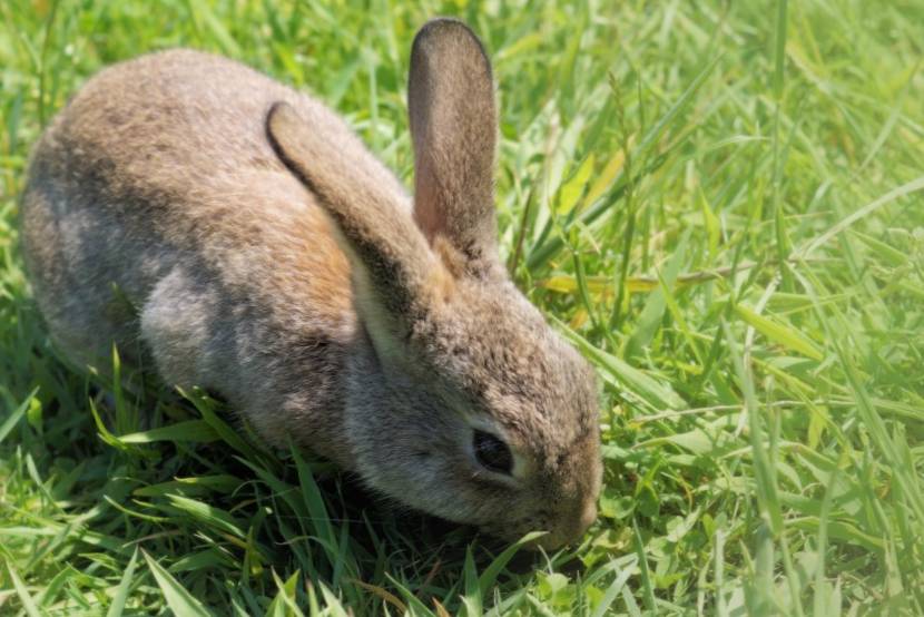 lapins nains qui mangent de l'herbe