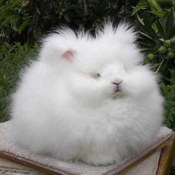 lapin nain angora