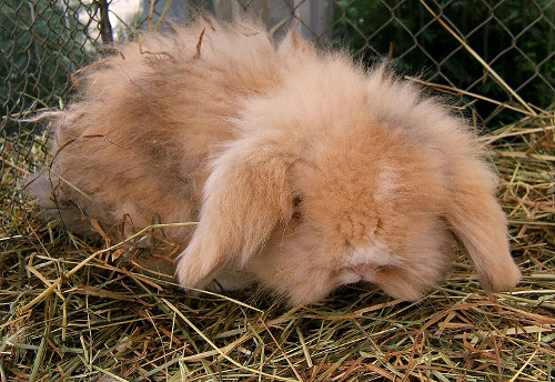 lapin hermine de Lutterbach