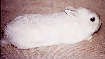 lapin nain cendré écru