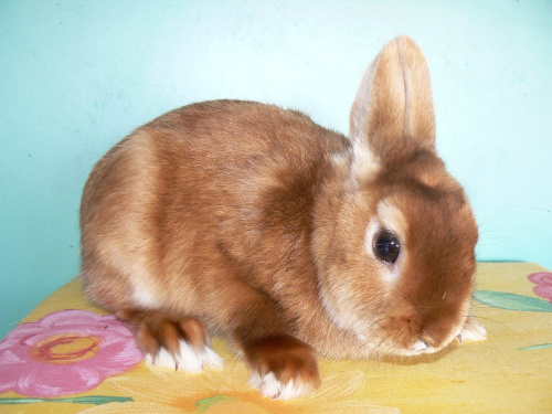 lapin nain satin