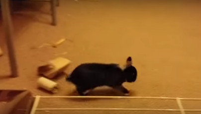 Vidéo : lapin nain qui s'amuse en faisant des sauts Vidéo : lapin nain qui s'amuse en faisant des sauts