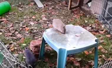 Joyeux lapin nain en vidéo dans un jardin Joyeux lapin nain en vidéo dans un jardin