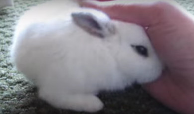 Un bébé lapin nain de 2 mois (vidéo) Un bébé lapin nain de 2 mois (vidéo)