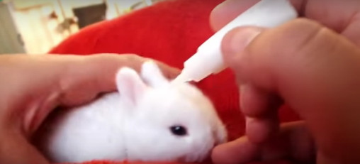 Compilation de lapins amusants en vidéo Compilation de lapins amusants en vidéo