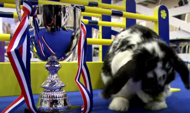 Des lapins qui font du saut d'obstacles en vidéo Des lapins qui font du saut d'obstacles en vidéo
